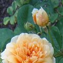 R_Buff_ Beauty_CM11